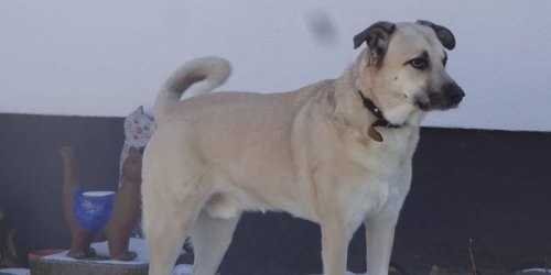 „Alles schien perfekt“: Unter Tränen muss Familie Hund Leo im Tierheim abgegeben