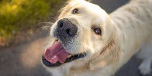 Besitzer aufgepasst!: Für Hunde lauert im Gras nahezu unsichtbar eine tödliche Gefahr