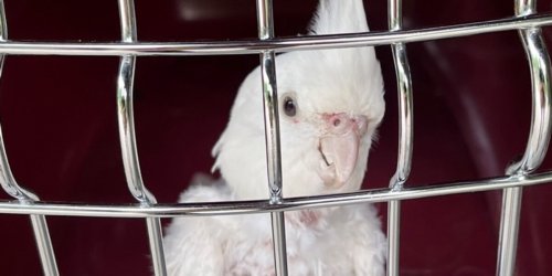 Polizeiinspektion Nienburg / Schaumburg: POL-NI: Weiterer tierischer Einsatz in Bückeburg: Verletzter Papagei gerettet