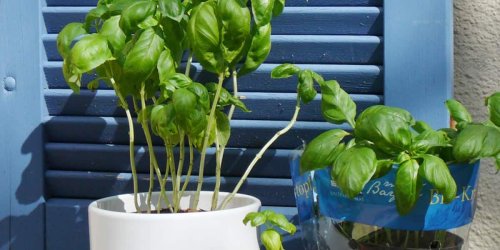 Sieben einfache Tipps: So lebt Ihre Basilikum-Pflanze ewig