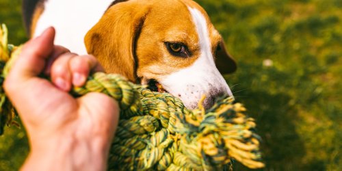 FOCUS-Online-Dogcast: Ihr Hund ist ein Sturkopf? So kommen Sie klar mit ihm
