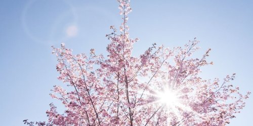 Baum fällen für mehr Sonne auf der Solaranlage: Das dürfen Hausbesitzer