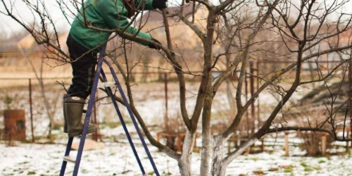 Kontrolle und Vorbereitung: Gartenarbeit im Januar: Die Winterruhe richtig nutzen