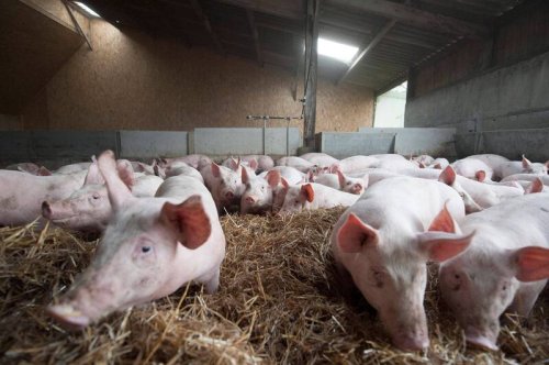 Während britische Bauern Tiere keulen, flutet deutsches Schweinefleisch ihren Markt