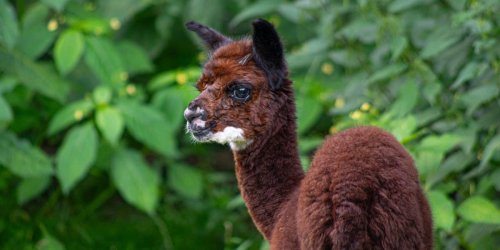 Im hessischen Tierpark Klosterwald: Baby eingeschläfert, Mütter tot - Alpakas verenden qualvoll wegen Besuchern