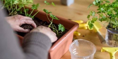 Ab in den Garten: Petersilie pflanzen: Einfache Tipps für eine reiche Ernte