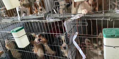 In Bayern: 72 Hundewelpen im Wert von mehr als 100.000 Euro in Transporter gefunden