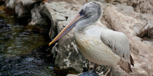 Tierpark Berlin: Schwules Berliner Pelikanpaar bekommt Küken