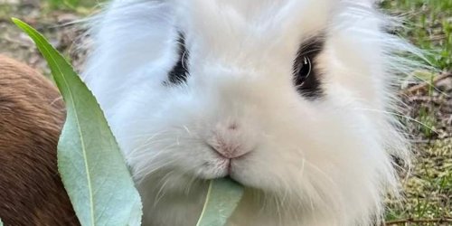 Göttingen: Unbekannte stehlen zwei Kaninchen