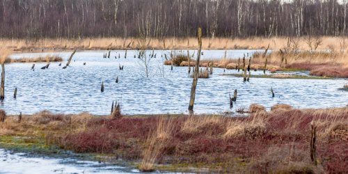 Hamburger Moor macht’s vor: Darum sind Feuchtgebiete so wichtig