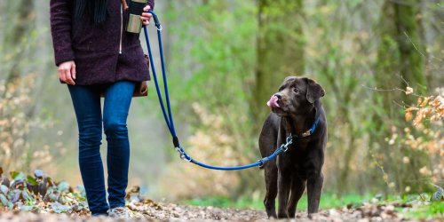 Umweltschutz: Leinenpflicht für Hunde startet am 1. April