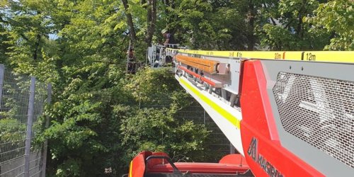 Feuerwehr München: FW-M: Junger Baumkraxler in Not (Neuhausen)