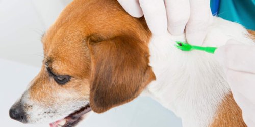 Hunde sollten gründlich gecheckt werden: Tödliche Auwaldzecke überträgt Hunde-Malaria: Achtung bei diesen Symptomen