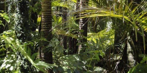 Diese Technik könnte den Klimawandel bekämpfen: Sie kommt aus dem Regenwald