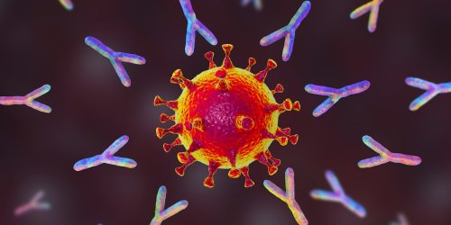 Antikörper gegen alle Corona-Varianten: Harvard-Entdeckung macht Hoffnung auf Universal-Impfstoff