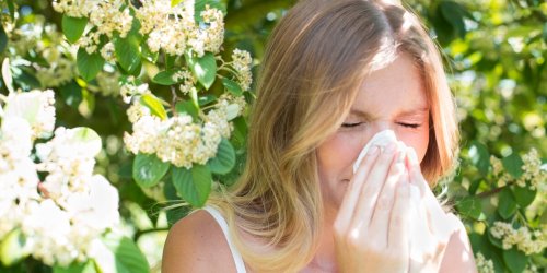 Darmbakterien und Allergien: Heuschnupfen bekämpfen: Die Lösung sitzt im Darm