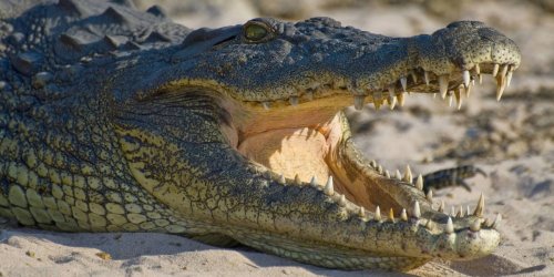 Polizei griff zur Waffe: Riesiger Alligator läuft mit toter Frau im Maul durch die Stadt