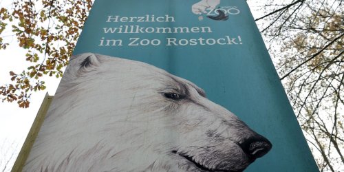 Zoologischer Garten: Zoo Rostock bei Besucherzahlen wieder auf Vor-Corona-Niveau