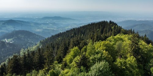 Das können Sie für den Schutz der Wälder tun
