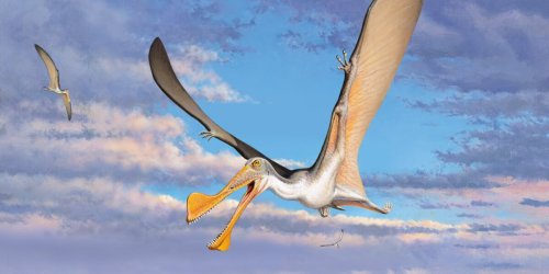 Älteste Flugsaurier Australiens entdeckt
