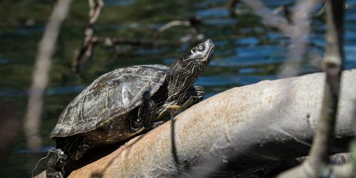 „Sie sind heimisch geworden“: Schildkröten breiten sich in Süddeutschland aus - und sorgen für Probleme