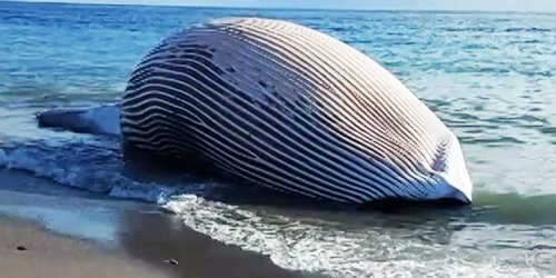 Entsorgung ist ein Problem: 70-Tonnen-Ungetüm: Riesiger Wal in Südspanien angespült