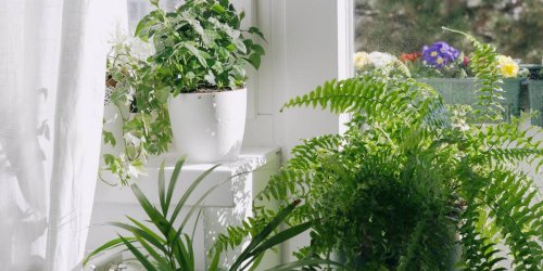 Heizungsluft: Diese Pflanzen sollten Sie nicht auf die Fensterbank stellen