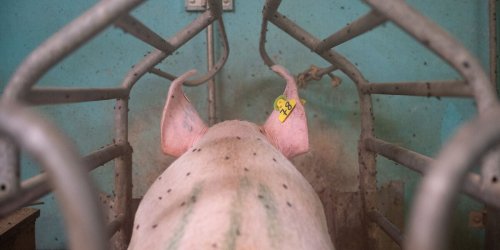 Münster: Ermittlungen gegen Schweinemastbetriebe wegen Tierquälerei