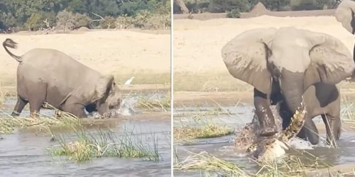 Krokodil gegen Elefantenmutter - Dickhäuter macht kurzen Prozess