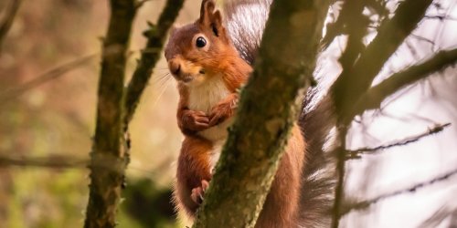 Zum Tag des Eichhörnchens: 10 kuriose Fakten über die beliebten Nager