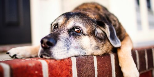 FOCUS-online-Dogcast: Wie Sie reagieren, wenn Ihr Hund Ihren neuen Partner nicht mag