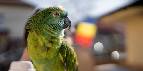Lebenslange Haft: Papagei beobachtet Mord und plappert Namen des Täters aus