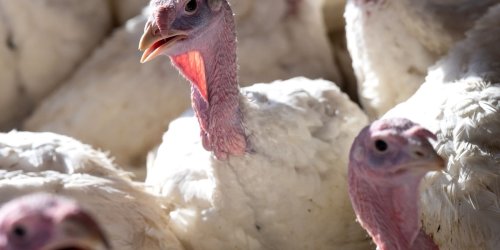 Tierkrankheiten: Vogelgrippe in Betrieb im Emsland nachgewiesen