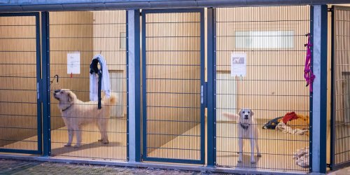 Überforderte Besitzer: „Sind voll bis unters Dach“: Corona-Haustiere überlasten Deutschlands Tierheime