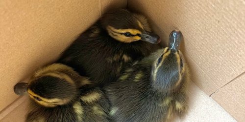 Landespolizeiinspektion Erfurt: LPI-EF: Tierrettung - Entenküken auf Autobahn