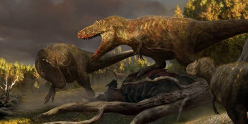 „Ur-Opa“ des Tyrannosaurus rex entdeckt