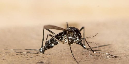 Überträgt Dengue- und Zika-Viren: Asiatische Tigermücke in 2 Berliner Bezirken nachgewiesen - wie Sie sich schützen