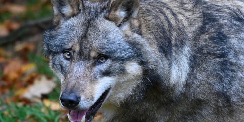Natur: Wolf in der Pfalz nachgewiesen