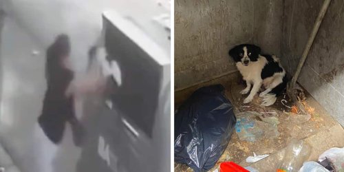Tierquälerin wirft Hund in den Müll