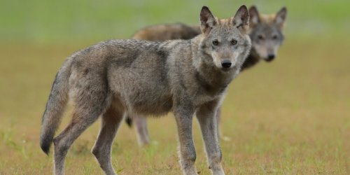 Tiere: Verein ruft zu Mahnfeuer gegen den Wolf auf