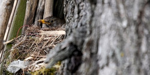 Tierschutz: Vorsicht geboten: Hessens Wildtiere erwarten Nachwuchs