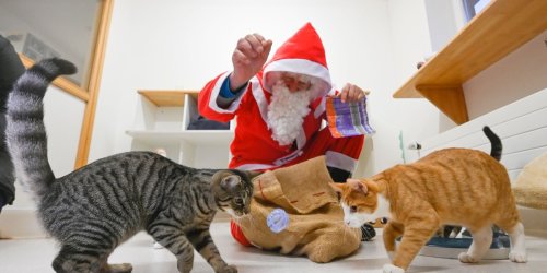 Tiere: Hunderte Besucher bei Weihnachtsbescherung für Tiere