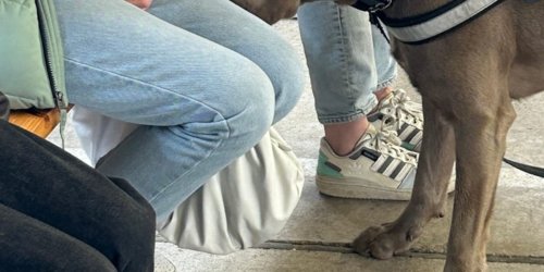 Hauptzollamt Gießen: HZA-GI: Zollkontrolle im ICE Zollhund erschnüffelt Drogen bei Zugpassagier