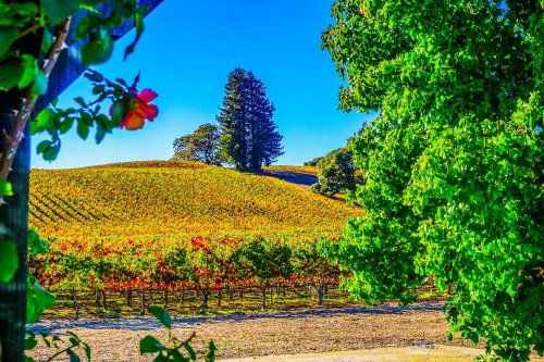 Forget Sonoma! Head to These Emerging California Wine Regions Instead