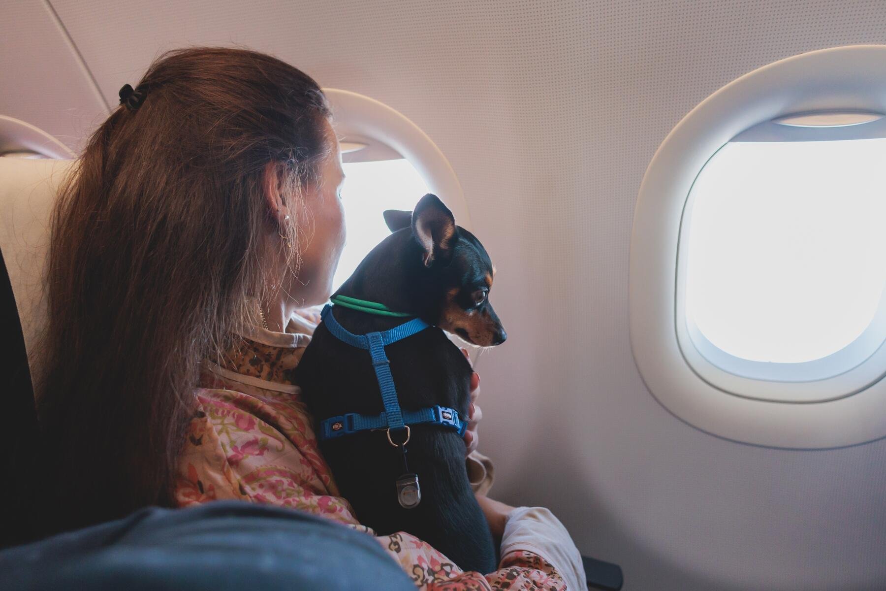 How to Fly Internationally With Your Pet Without Paying Thousands for Help