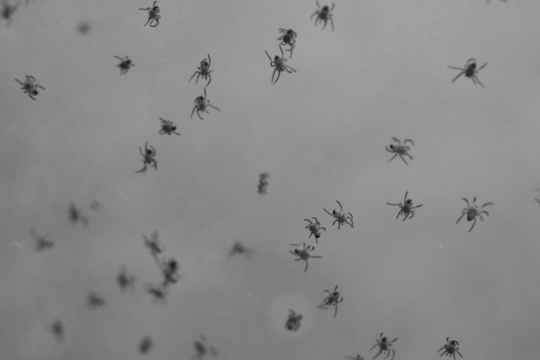 Returning Cruise Passengers Confronted by Hundreds of Baby Spiders