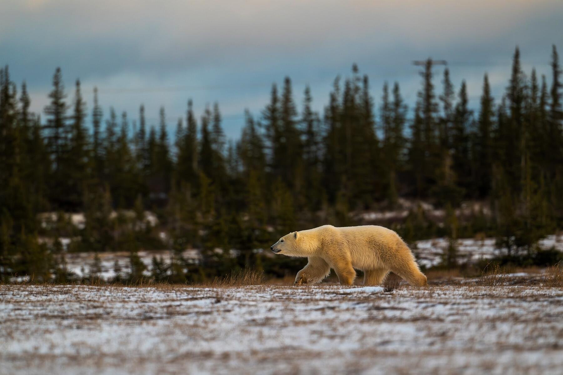 The World’s Only Polar Bear Jail Is Real — and It’s in One of Canada’s Wildest Towns