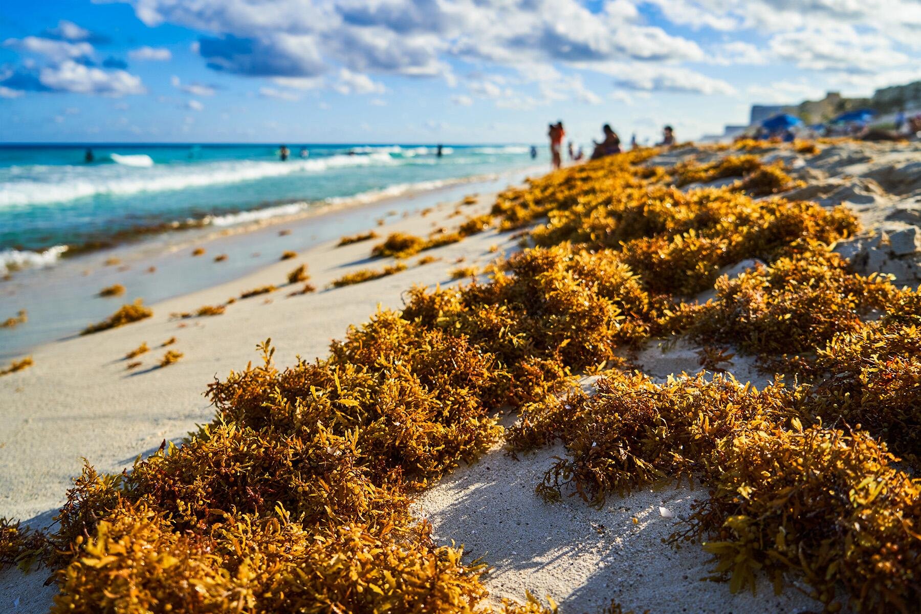 Sargassum Is Stinking Up Popular Beaches. Here’s Where to Go Instead