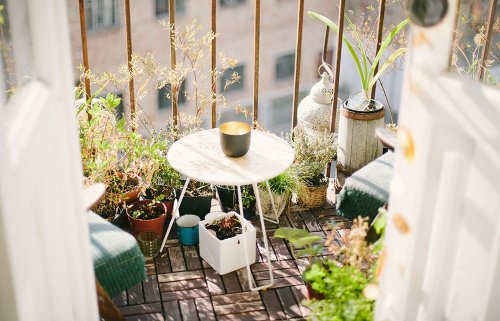 As melhores plantas para varandas ou terraços de apartamentos - FTCMAG