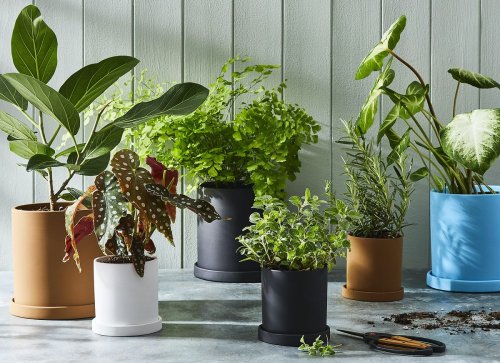 The Essential Spring Care Guide for Your Houseplants